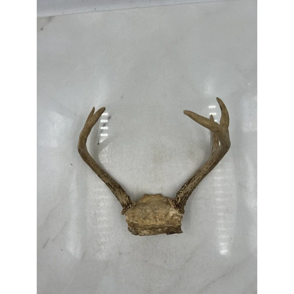 Deer Antlers Skull Plate European Mount 6 Point Real Bone Taxidermy Decor Cabin